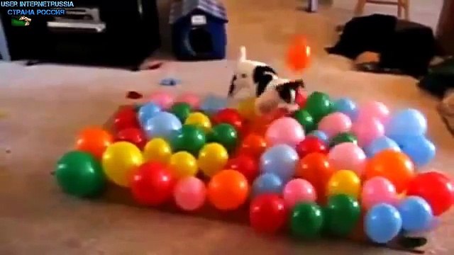 Смешные Приколы с собаками!!! Подборка(компиляция) Смешных приколов про Собак