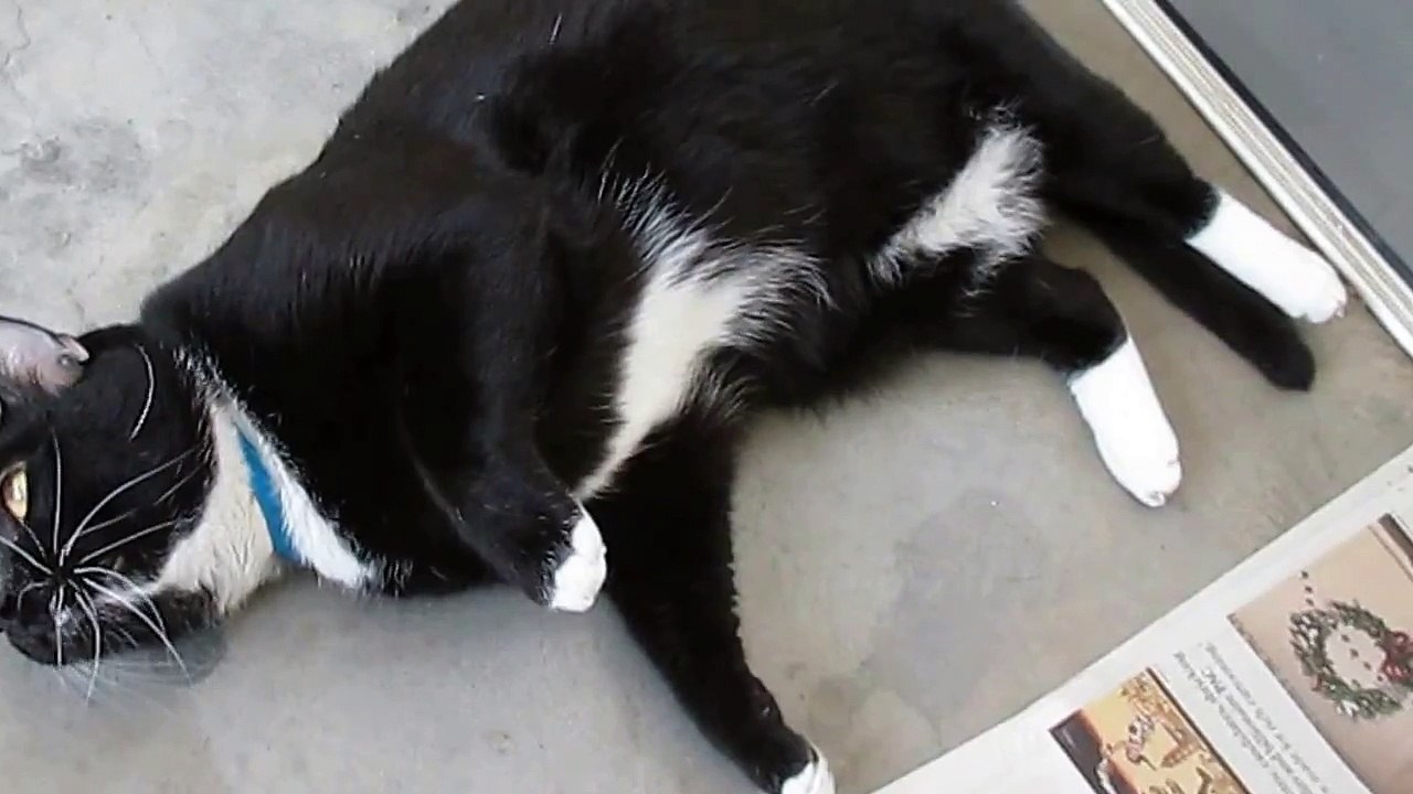 Pepe Le Pew