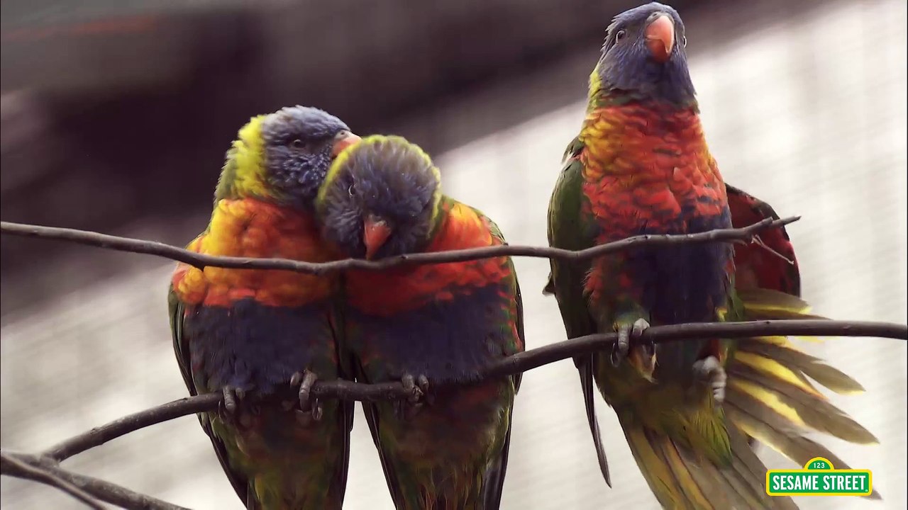 Sesame Street: Elmo Loves Animals (Elmo at the Zoo)