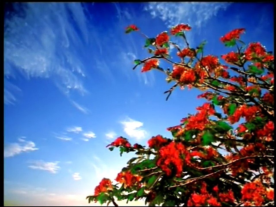 Nỗi Buồn Hoa Phượng - Thanh Tuyền