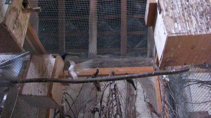 Plainval : Jean-Luc Berbudeau possède près de 200 oiseaux