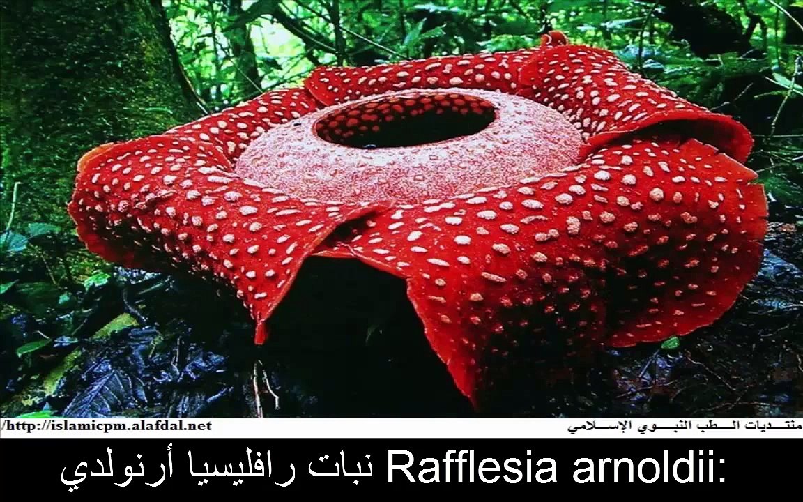 اغرب نباتات في العالم نباتات على شكل انسان