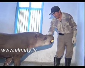 Хайуанаттар бағындағы жануарлар қазақ тілін үйренуде