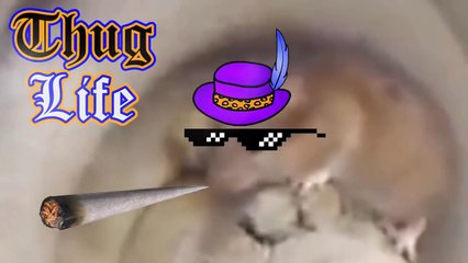 Thug Life - Best Thug life conpilation Episode 21   Funny videos 2015