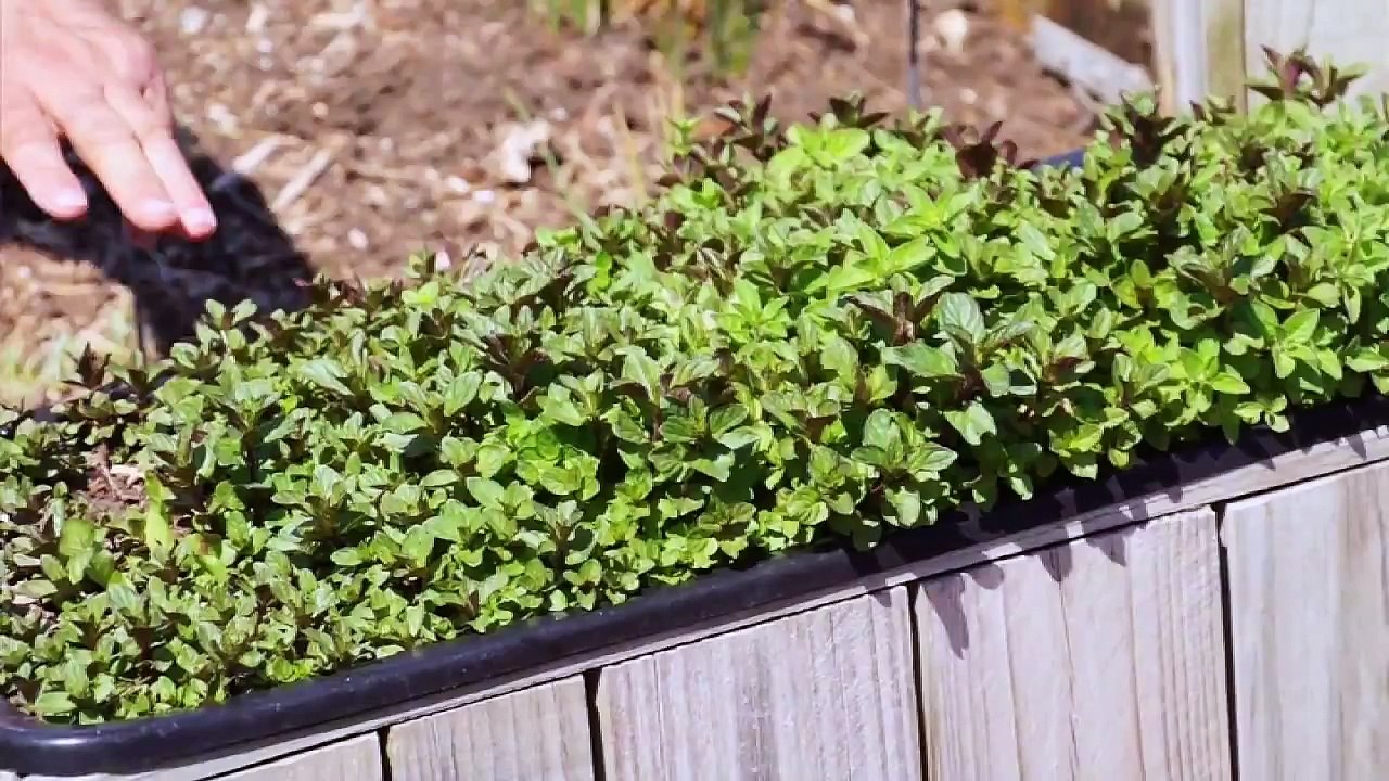 Controlling Aggressive Mints