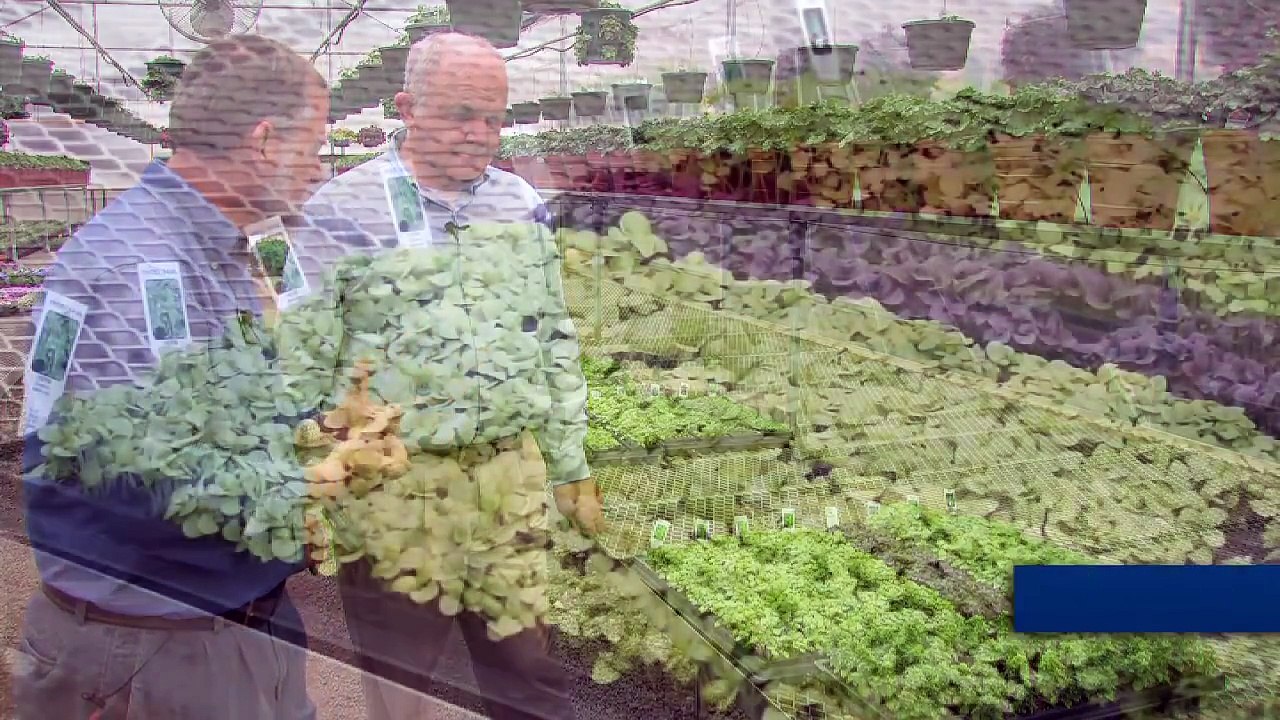 Growing Basil