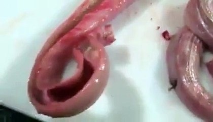 Un serpent éviscéré attaque ses tortionnaires