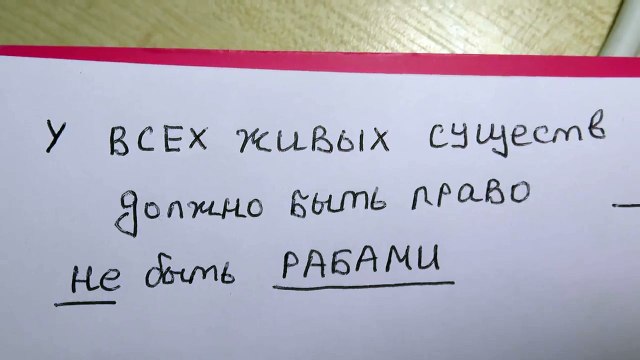 введение в права животных за 30 секунд