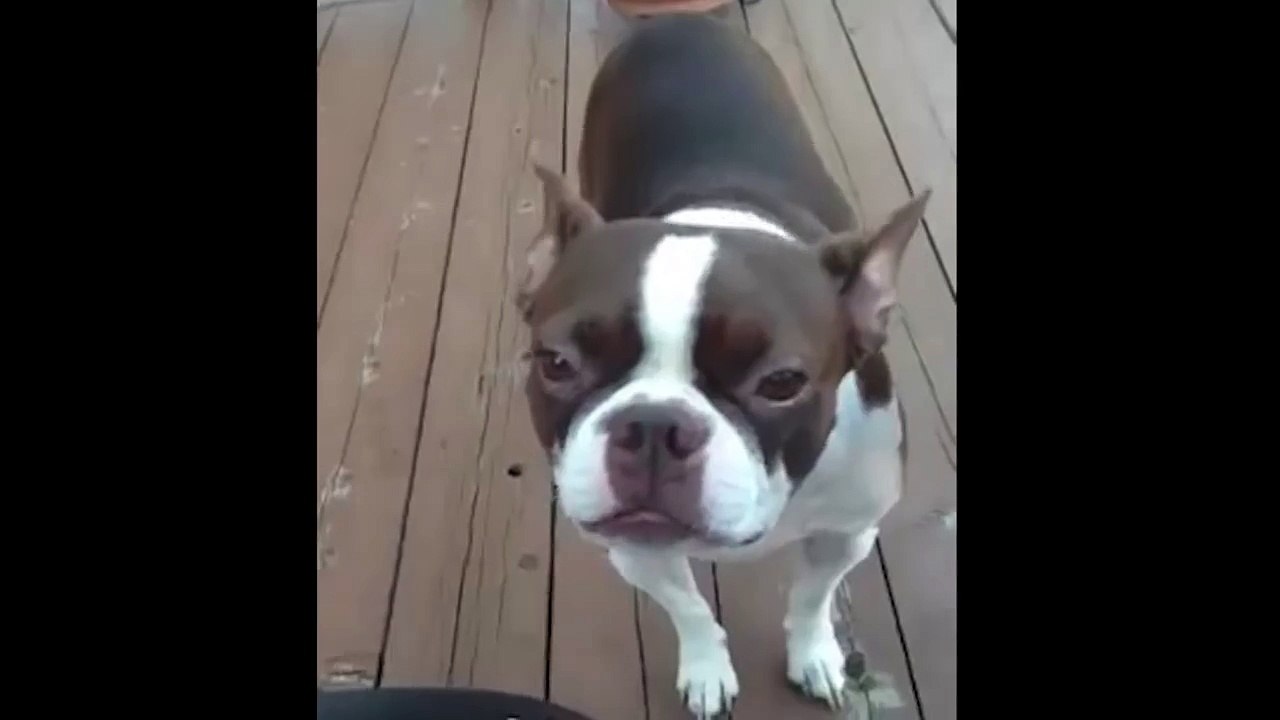 Boston Terrier Makes Funny Noises
