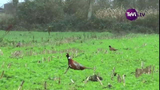 Chasse durable dans la Manche [TéVi] 16_03_04