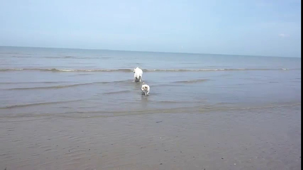 Tchoupi à la mer  Dessins Animés T'choupi