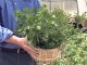 Growing Herbs in Containers(1)