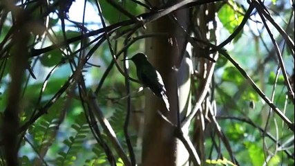 Бразилия Игуасу Парк птиц) - Колибри на веточке