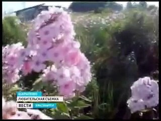 ГТРК Красноярск _ Колибри в Шарыпово