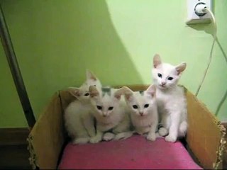 Кэмбоу cats - Поющие котята. 30 секунд и ты уже улыбаешься))