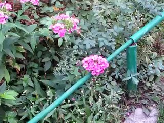 Колибри в подмосковье