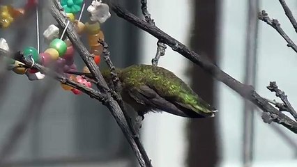 Колибри за окном