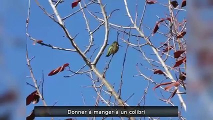 Маленькая птичка колибри совсем ручная