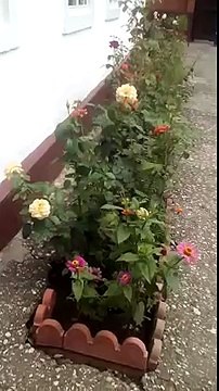 Настоящая редкая птица Колибри