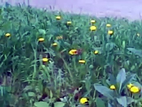 Птица Колибри в СКО г.Петропавловске