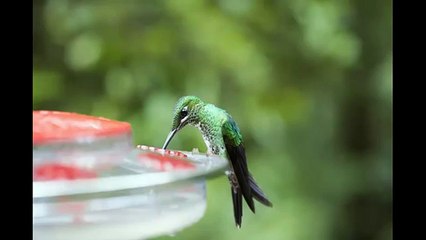 Самая маленькая птица в мире калибри А1 _ The smallest bird in the world of hummingbirds A1