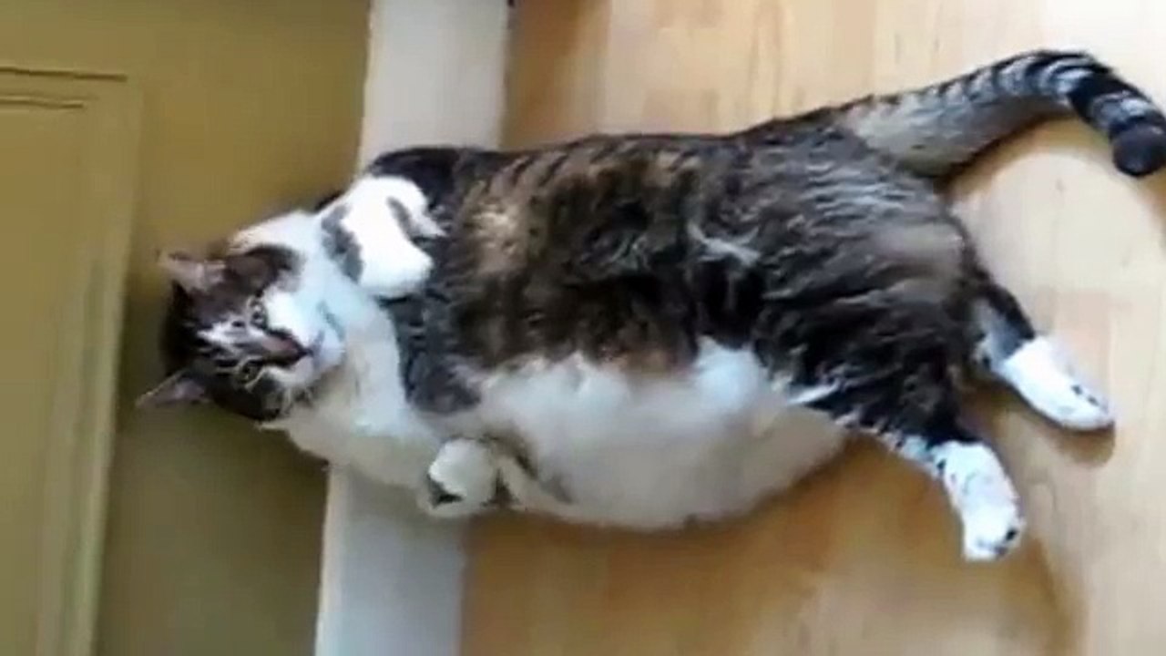 Смешные кошки! Толстые кошкы!