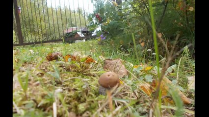 Как растёт гриб.