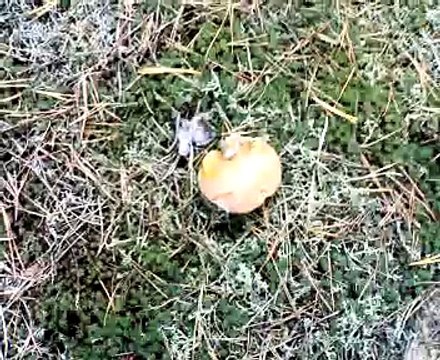 Как растут грибы маслята на поляне