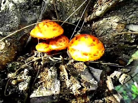 Сбор грибов