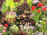 Fertilizing Vegetables in Containers