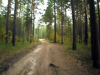 Грибы опята растут прямо на дороге.