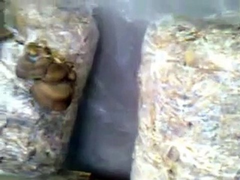 Как супер растут грибы