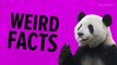 7 weird panda facts because they truly are the greatest