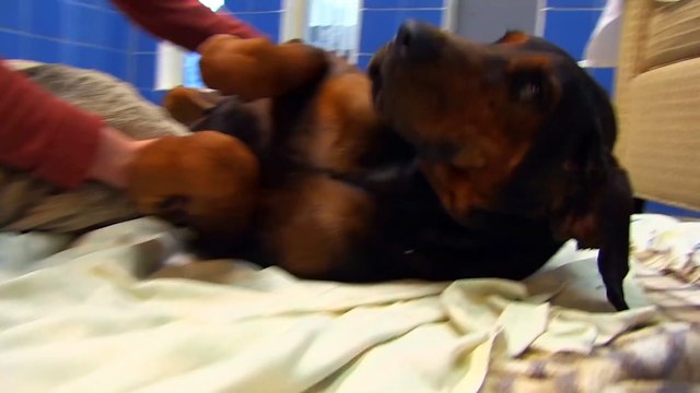 Cette chienne a été enfermée dans une cage durant toute sa vie, regardez sa réaction la première fois qu'on lui donne de