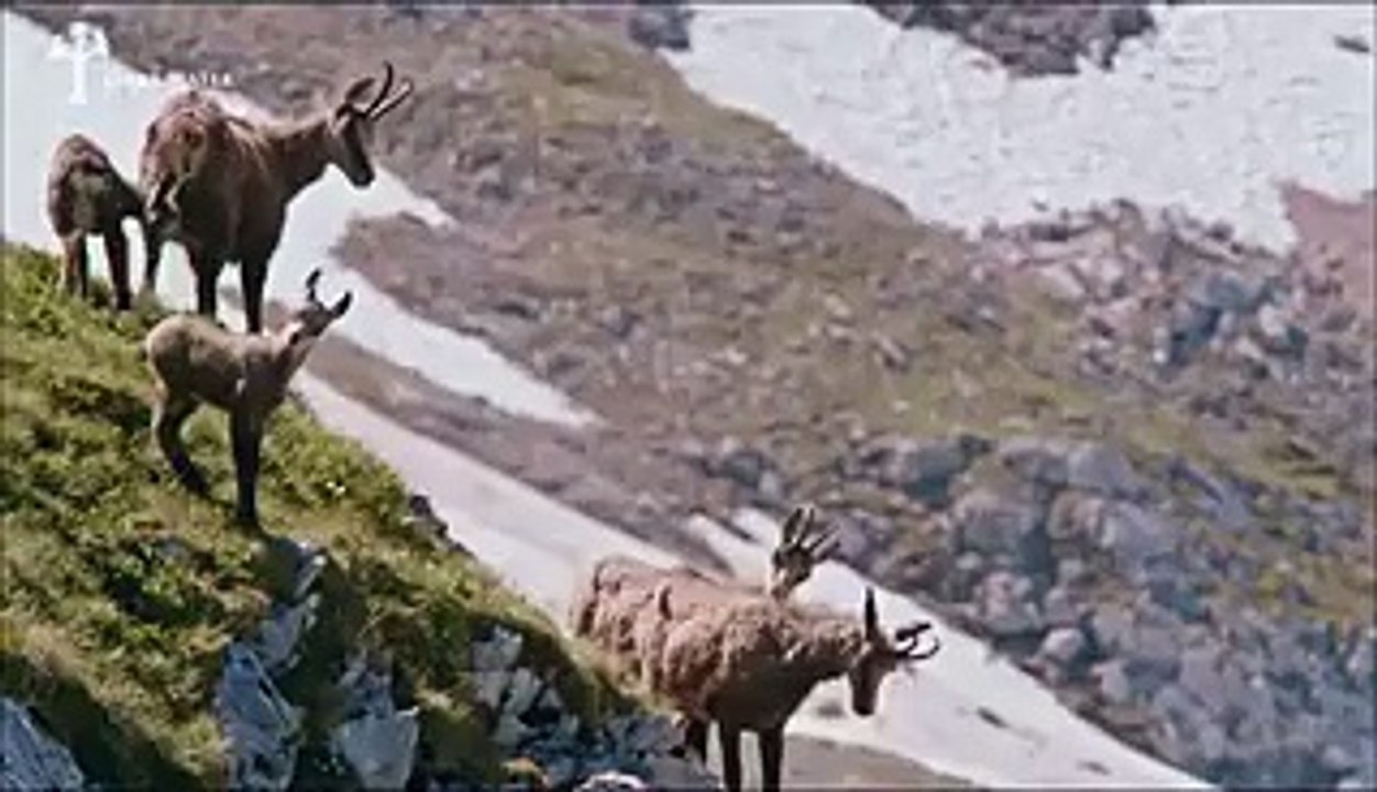 The Power of Eagle lifts goat