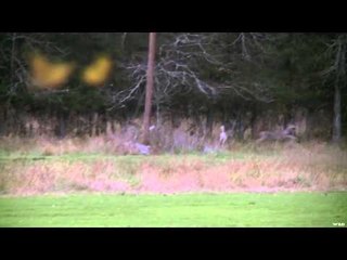 Excalibur's Huntin' the Backwoods - Big Jake