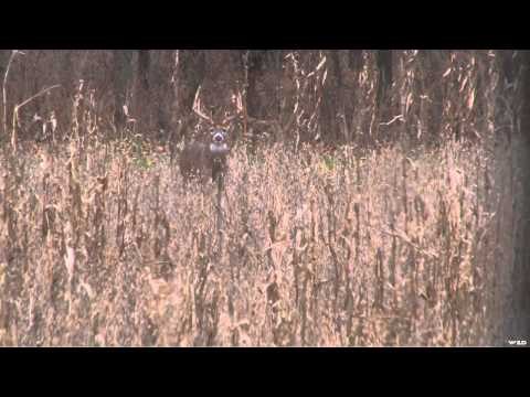 Adrenaline Junkies - Shea's Buck
