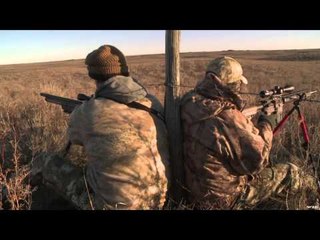 Predator Nation - Chasing Cats & Dogs