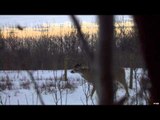 Canadian Whitetail Television - Best of Season 3