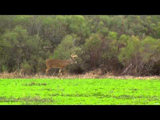 Primos - The Truth About Hunting - Misssissippi Whitetails