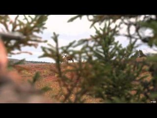 North American Hunter - Quebec Caribou