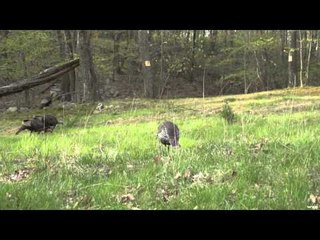 Dead Down Wind's Live the Wild Life - New York Turkeys