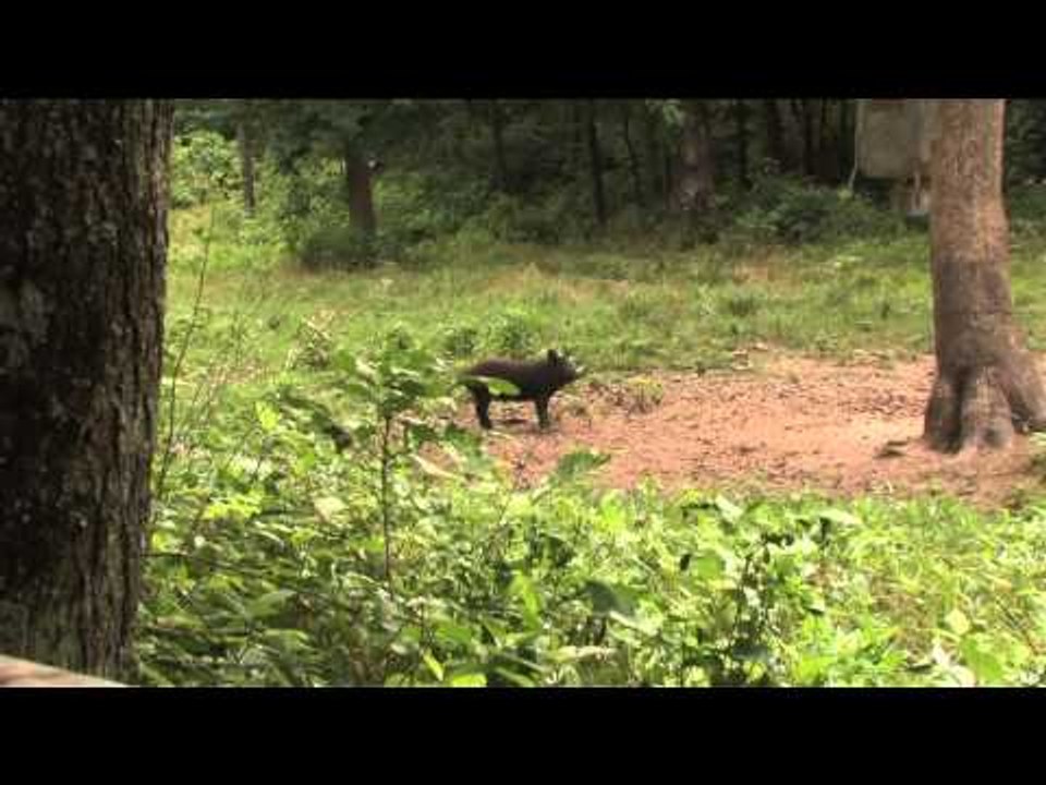 The Quest  - Missouri Hogs