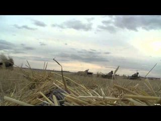 Trigger Effect - High Wind Honkers