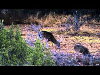 Cabela's Ultimate Adventures - Texas Late Season Rut