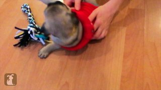 Pug Puppies Get Belly Rub With Toothbrush - Puppy Love