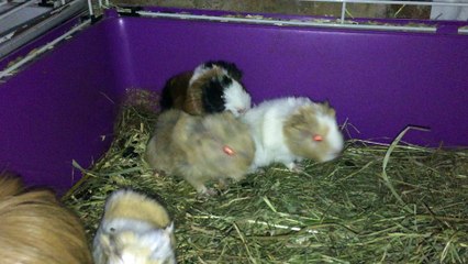 Portées du 03 et 04/02