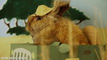 Mini Safari recréé avec des lapin et des cochons d'inde - adorable