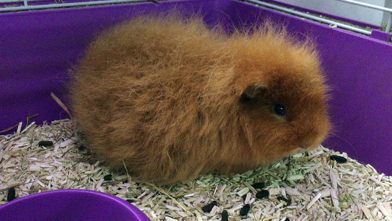 Hermione CH teddy doré satin