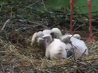 ماں ہی ایک ایسے رشتہ ہے جو اپنے بچوں کےلیے سب کچھ برداشت کرتی ہے